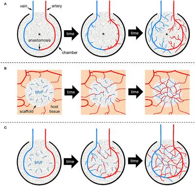 Combining Vascularization Strategies in Tissue Engineering: The Faster Road to Success?